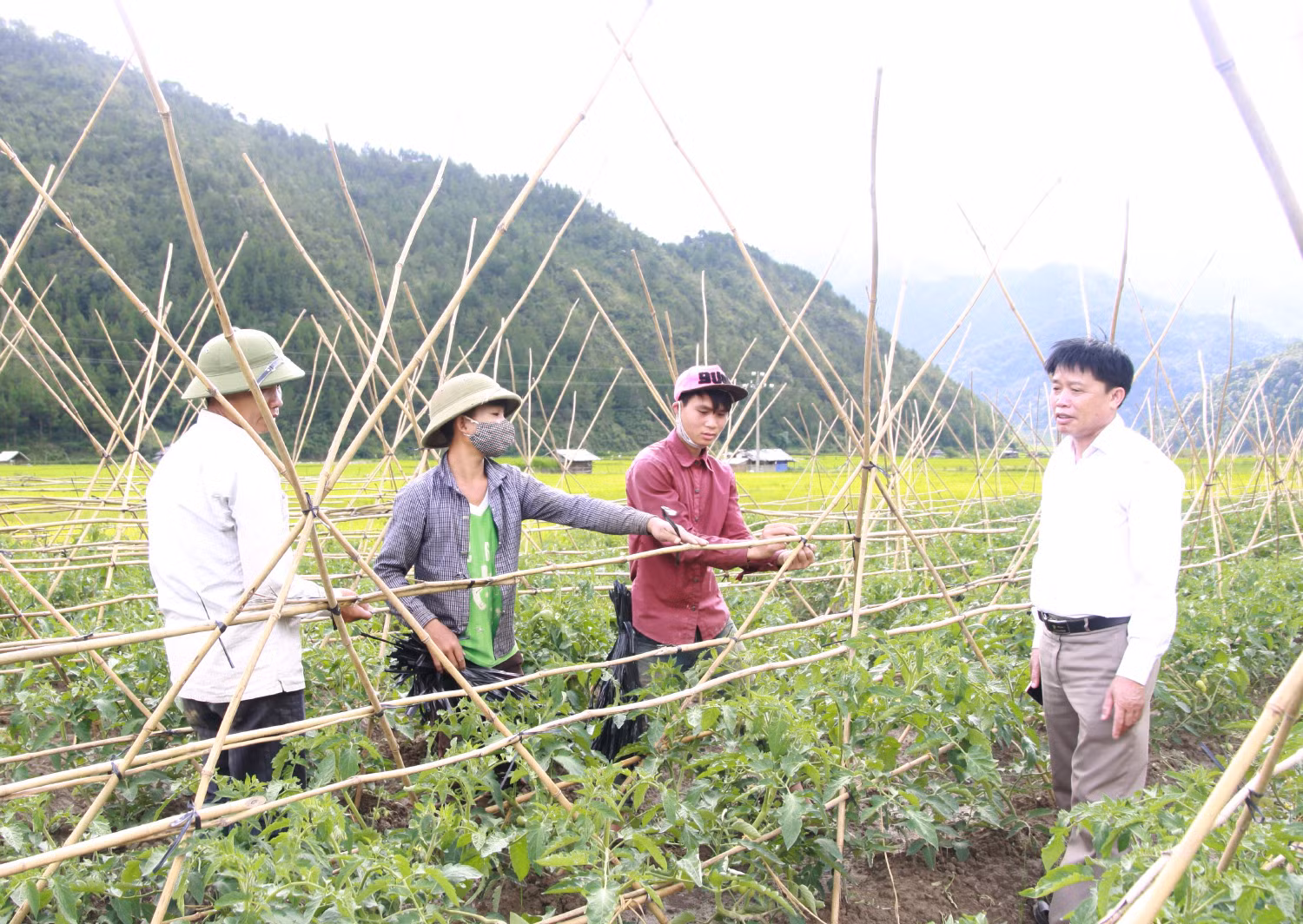 Ông Lò Văn Pháng (ngoài cùng bên phải) đã thành công trong việc vận động người dân chuyển đổi cây trồng, vật nuôi hiệu quả kinh tế cao. Ông Lò Văn Pháng (ngoài cùng bên phải) đã thành công trong việc vận động người dân chuyển đổi cây trồng, vật nuôi hiệu quả kinh tế cao.