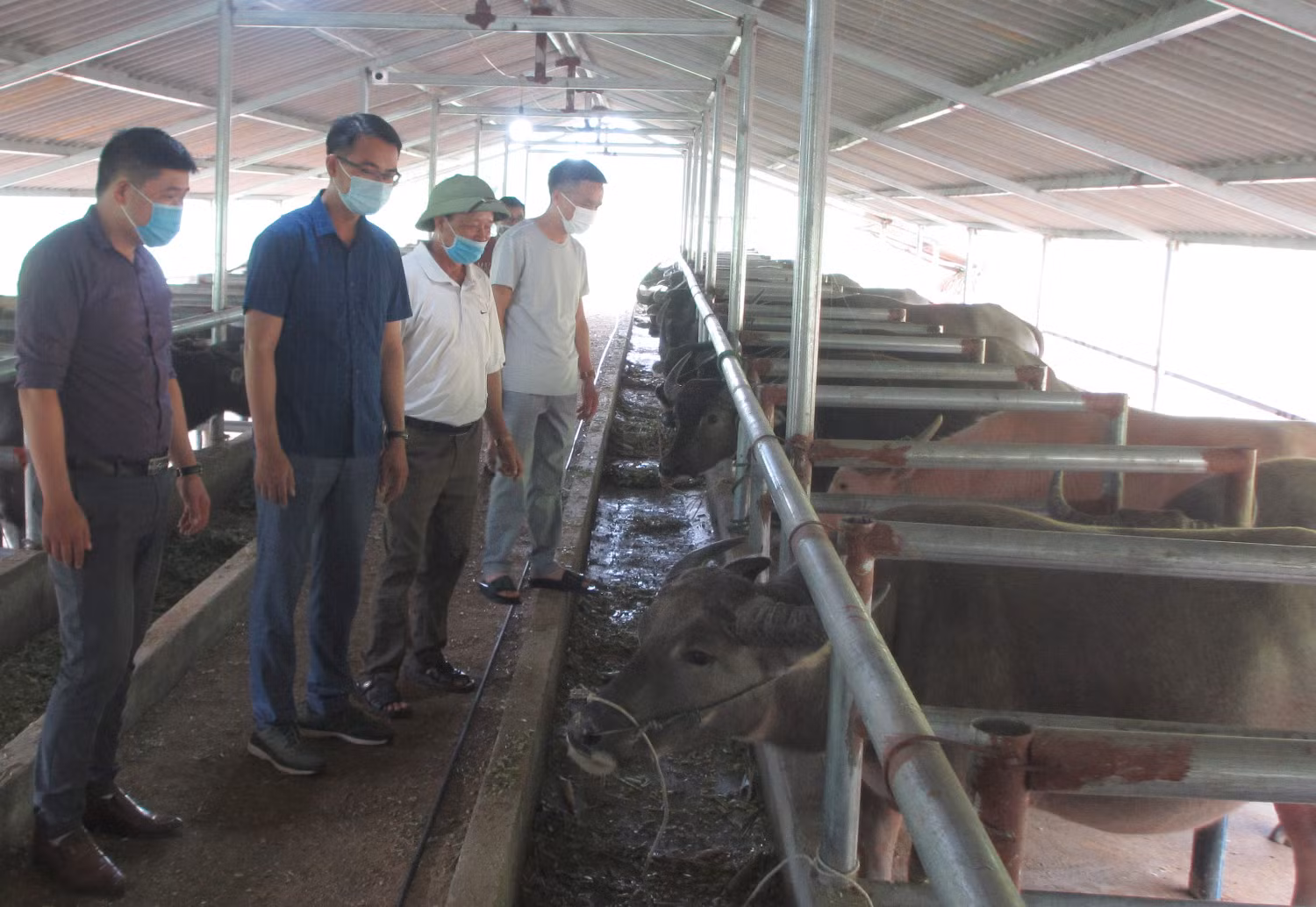 Mô hình nuôi trâu nhốt chuồng của người dân xã Ngọc Chiến, mang lại hiệu quả kinh tế cao. Mô hình nuôi trâu nhốt chuồng của người dân xã Ngọc Chiến, mang lại hiệu quả kinh tế cao.