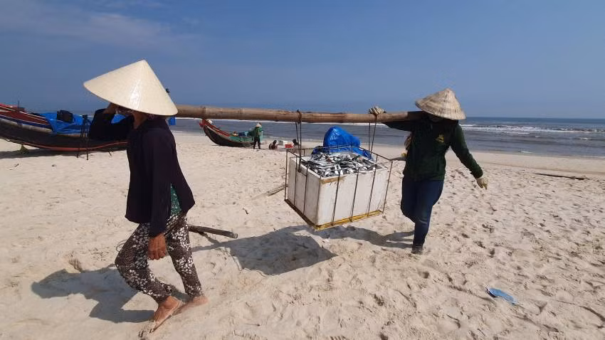 Gánh cá, chuyển đến nơi tiêu thụ. (Ảnh: Hương Giang)