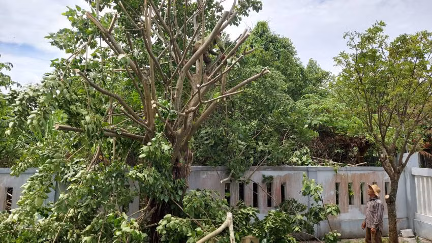 Văn phòng đại diện Báo Nhân Dân tại Quảng Bình chủ động chặt tỉa cây xanh để tránh bị thiệt hại khi gió bão xảy ra.