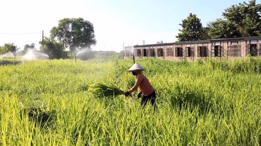 Trồng cỏ làm thức ăn cho bò, cá thực hiện mô hình chăn nuôi theo hướng kinh tế tuần hoàn ở xã Võ Ninh, huyện Quảng Ninh, tỉnh Quảng Bình.
