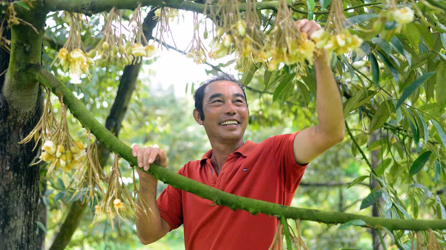 Nông dân Nguyễn Minh Hồng Điệp chăm sóc vườn sầu riêng đang trong thời kỳ đơm bông, kết trái. (Ảnh GIANG NAM)