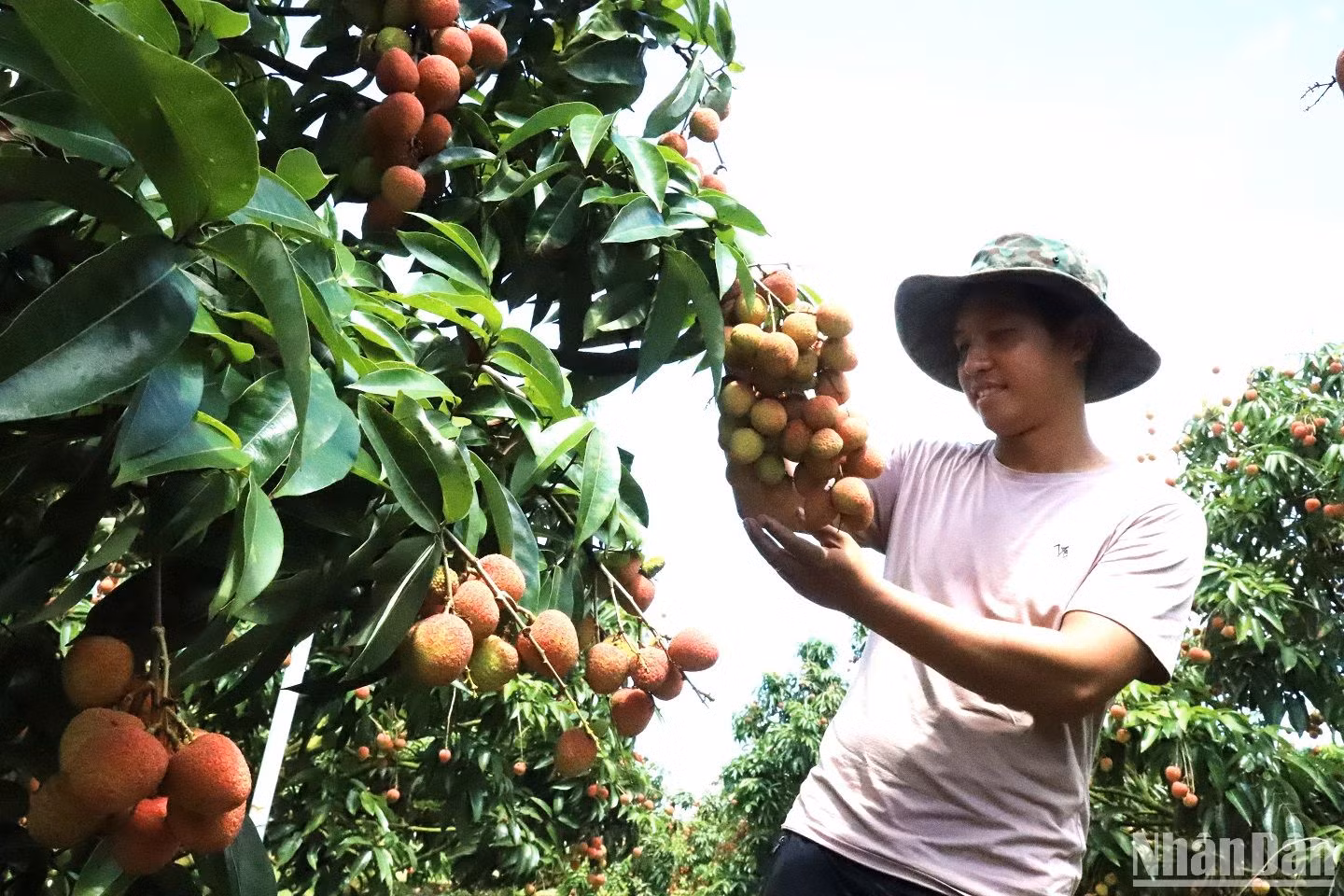 Với năng suất bình quân đạt khoảng 15 tấn/ha, và với giá hiện nay là 30.000 đồng/kg thì 1 ha trồng vải người nông dân thu về 450 triệu đồng. Với năng suất bình quân đạt khoảng 15 tấn/ha, và với giá hiện nay là 30.000 đồng/kg thì 1 ha trồng vải người nông dân thu về 450 triệu đồng.