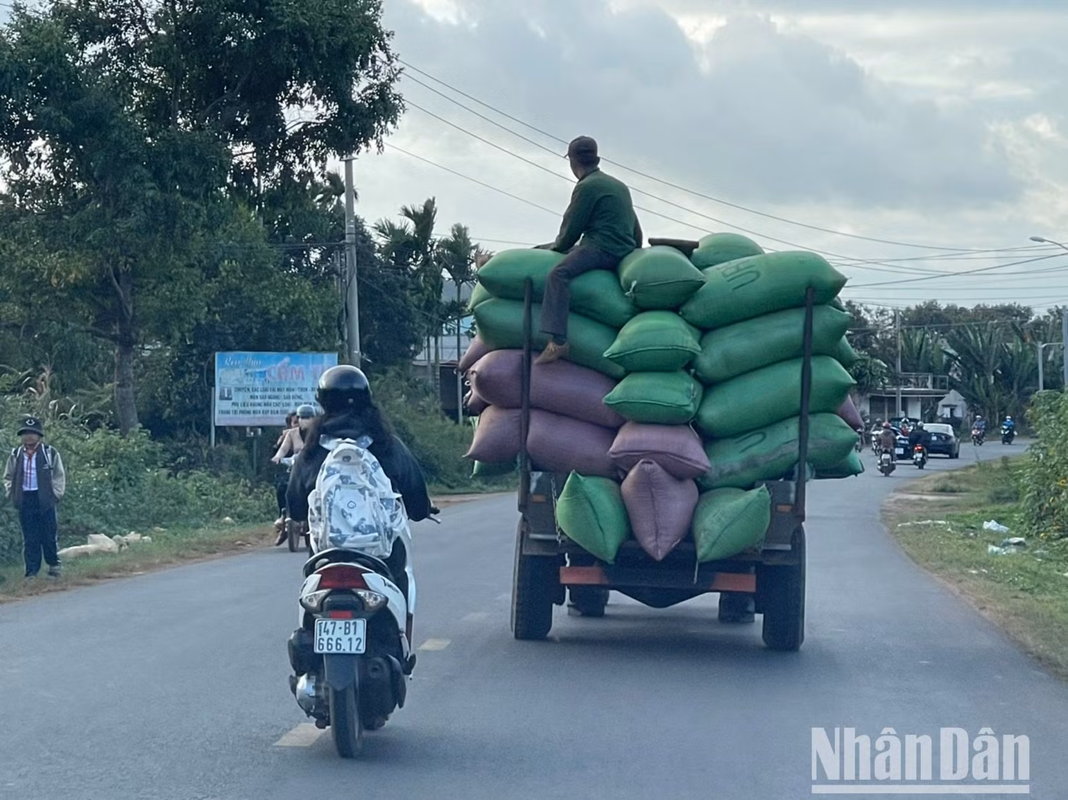 Nông dân chở cà-phê từ rẫy về nhà.