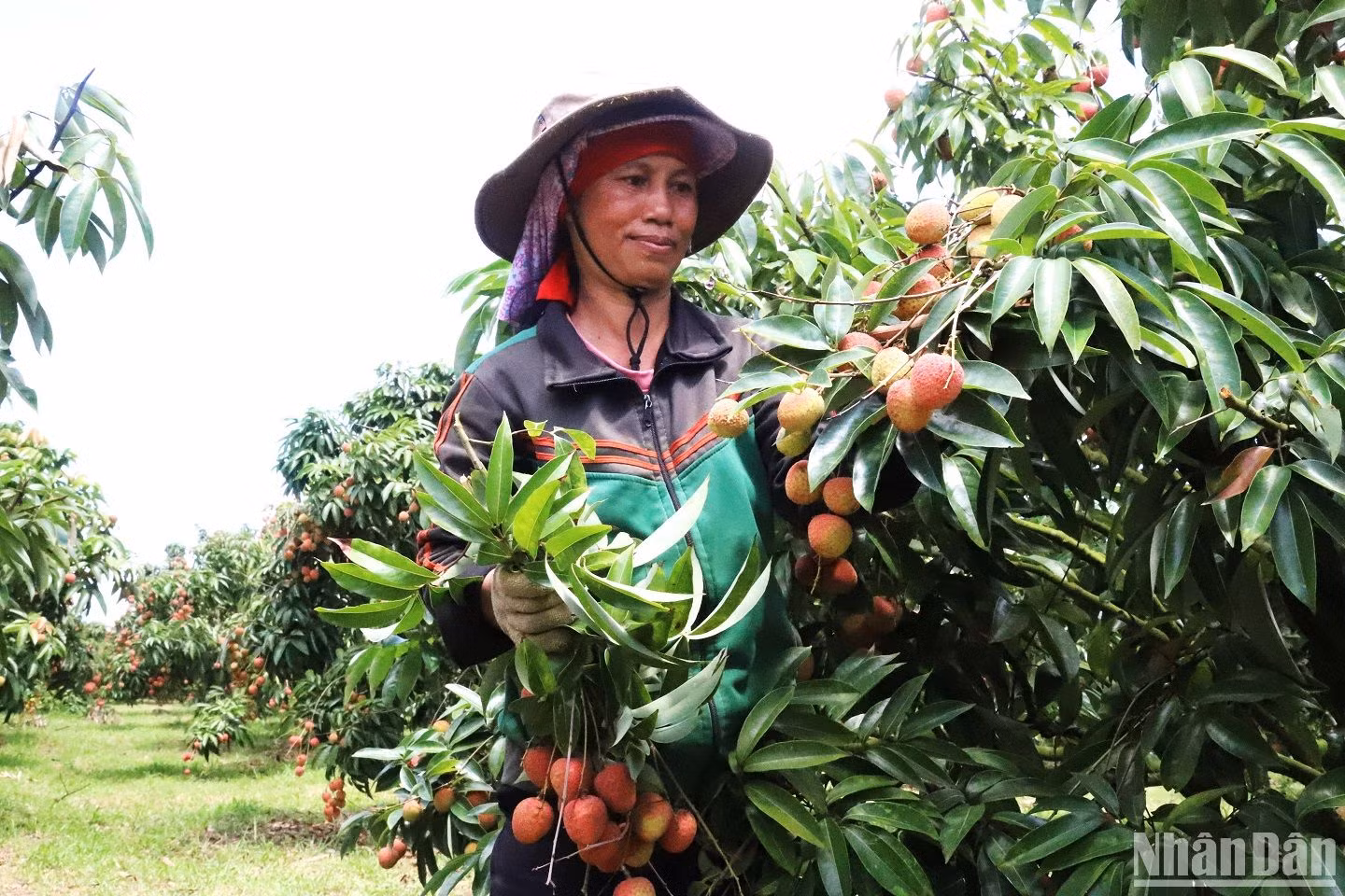 Nhờ trồng vải mà nhiều gia đình ở huyện Ea Kar, tỉnh Đắk Lắk thu nhập hàng trăm triệu, thậm chí cả tỷ đồng mỗi năm. Nhờ trồng vải mà nhiều gia đình ở huyện Ea Kar, tỉnh Đắk Lắk thu nhập hàng trăm triệu, thậm chí cả tỷ đồng mỗi năm.