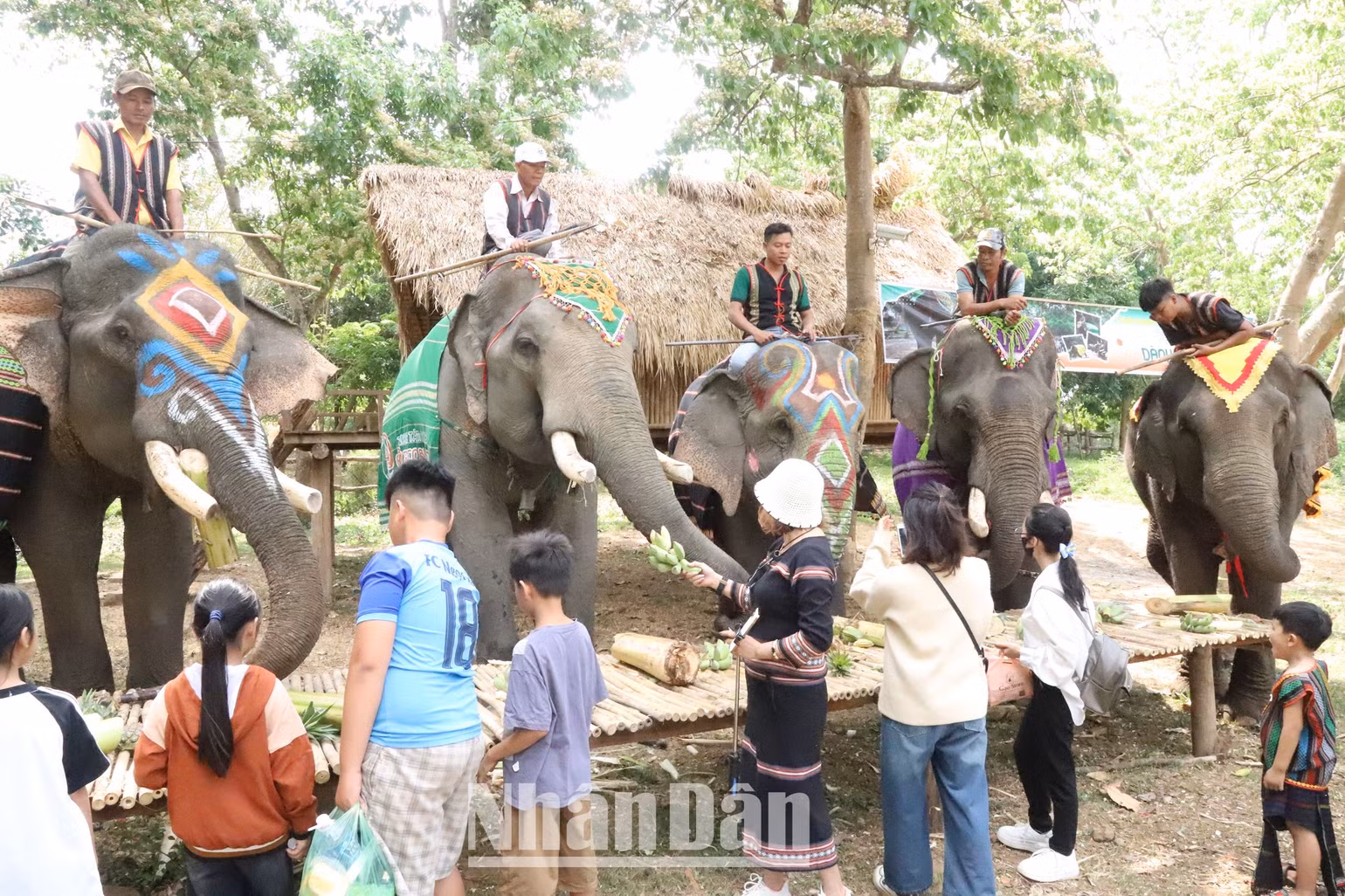 Du lịch thân thiện với voi là hướng đi đúng, góp phần bảo tồn đàn voi nhà ở Đắk Lắk và hợp với xu thế du lịch nhân văn.