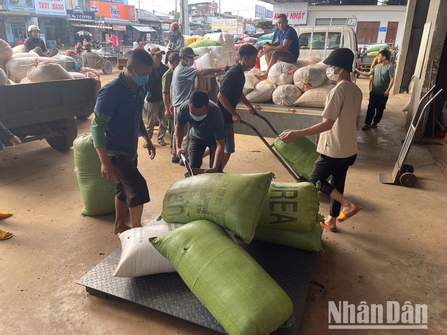 Giá cà-phê đang ở mức cao nên hoạt động mua bán diễn ra tấp nập.