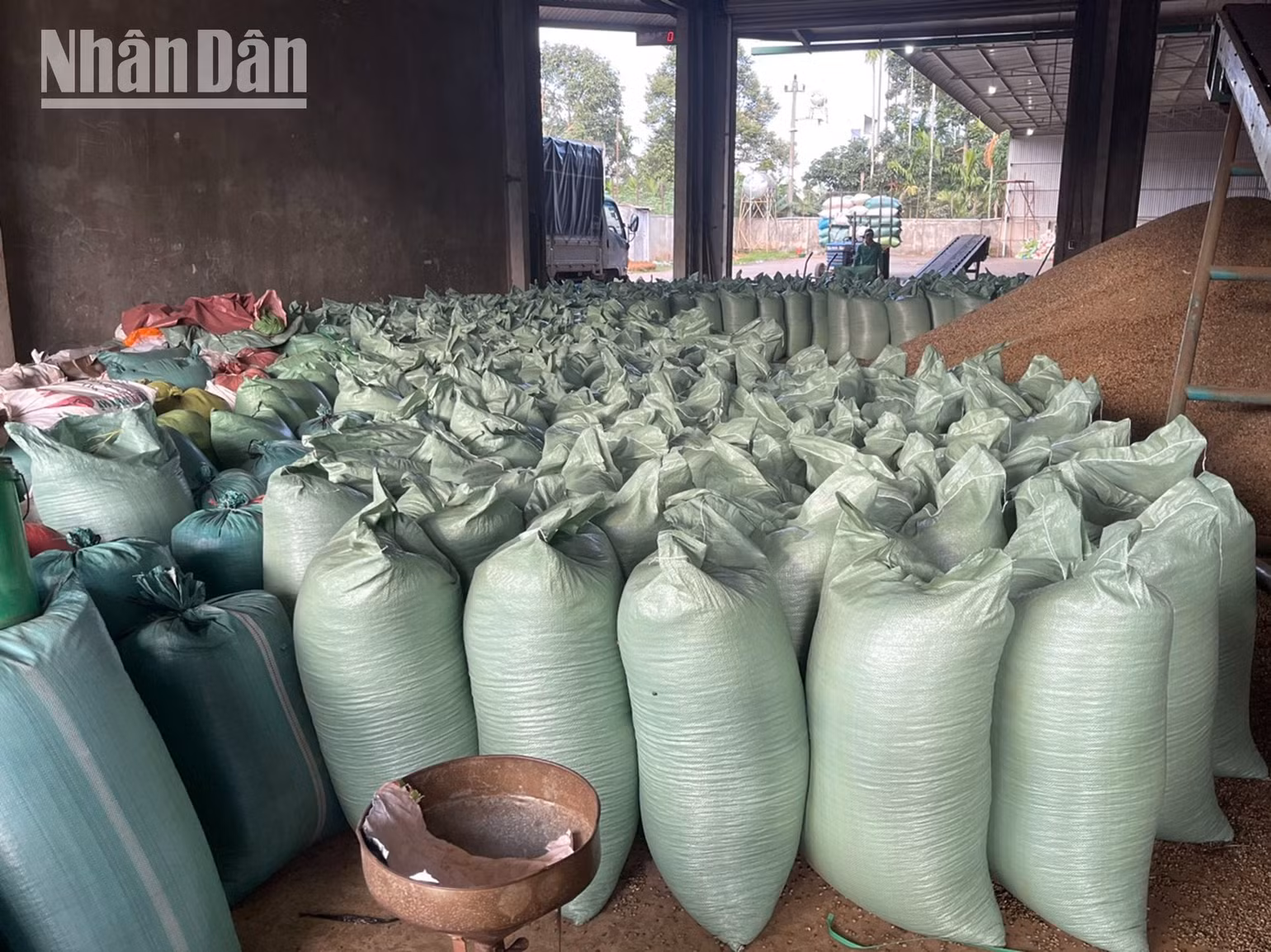 Các đại lý sau khi thu mua cà-phê đã xay xát, đóng bao phục vụ xuất khẩu.