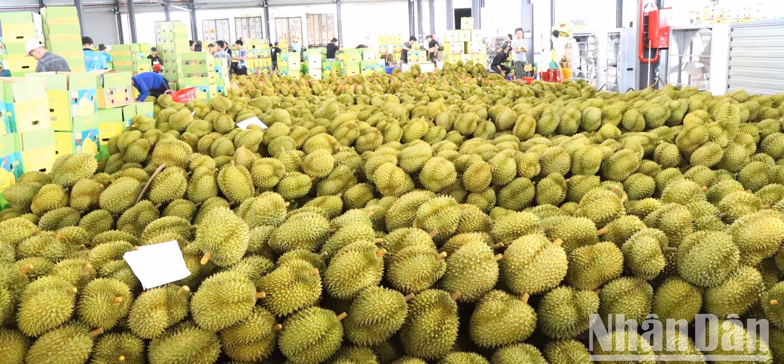 Một cơ sở thu mua đóng gói sầu riêng xuất khẩu trên địa bàn huyện Krông Pắc.