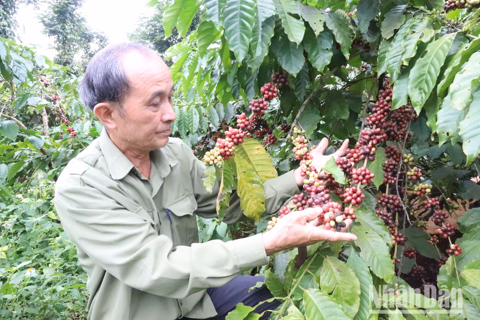 Để nâng cao năng suất và chất lượng cà-phê khi giá tăng cao, người nông dân ở Đắk Lắk chỉ thu hoạch khi tỷ lệ quả chín đạt trên 90%.