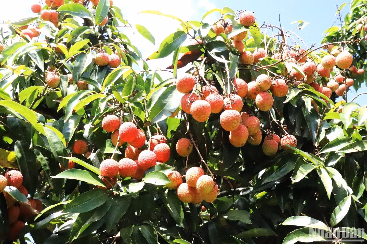 Mặc dù chín sớm hơn vải ở các tỉnh phía Bắc khoảng 1 tháng, nhưng theo các thương lái từ phía Bắc vào thu mua thì chất lượng vải ở Đắk Lắk cũng như các tỉnh Tây Nguyên không thua kém gì vải phía Bắc. Mặc dù chín sớm hơn vải ở các tỉnh phía Bắc khoảng 1 tháng, nhưng theo các thương lái từ phía Bắc vào thu mua thì chất lượng vải ở Đắk Lắk cũng như các tỉnh Tây Nguyên không thua kém gì vải phía Bắc.