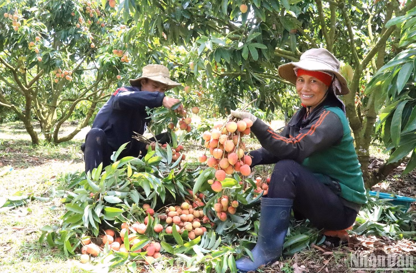 Người nông dân vui mừng vì vải năm nay được mùa, được giá. Người nông dân vui mừng vì vải năm nay được mùa, được giá.