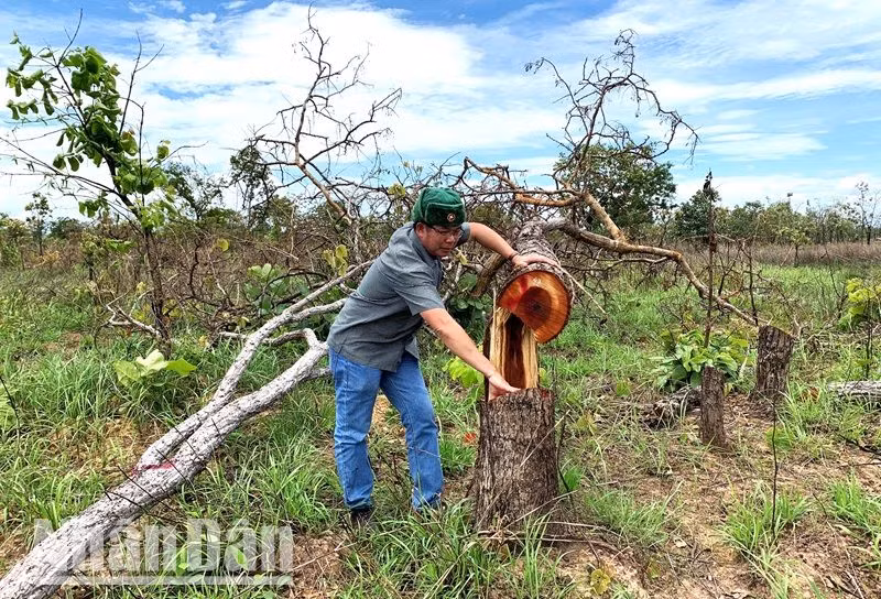 Phóng viên Báo Nhân Dân thường trú tại Đắk Lắk tiếp cận hiện trường và phản ánh sớm nhất vụ phá rừng nghiêm trọng này.