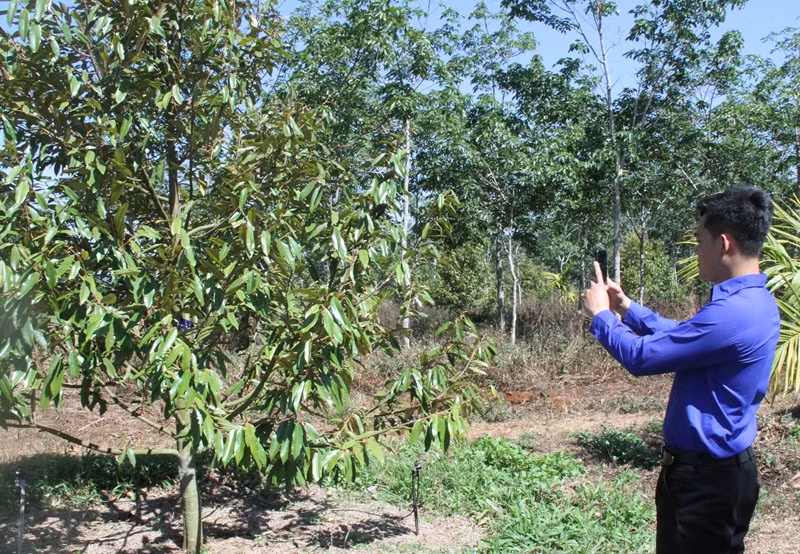 Các đoàn viên, thanh niên chụp hình cây sầu riêng để số hóa. Các đoàn viên, thanh niên chụp hình cây sầu riêng để số hóa.