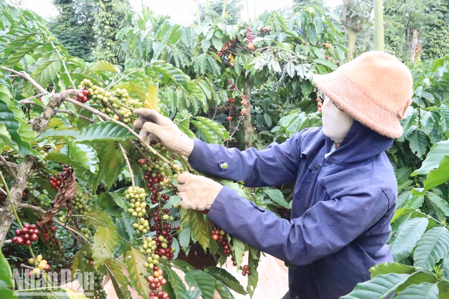 Tỉnh Đắk Lắk hiện có 212.915 ha cà-phê, dự kiến sản lượng cà-phê niên vụ 2023-2024 đạt trên 570.000 tấn, tăng hơn 5% so với niên vụ trước và năm nay giá cà-phê tăng cao góp phần nâng cao đời sống của nhân dân trên địa bàn tỉnh.