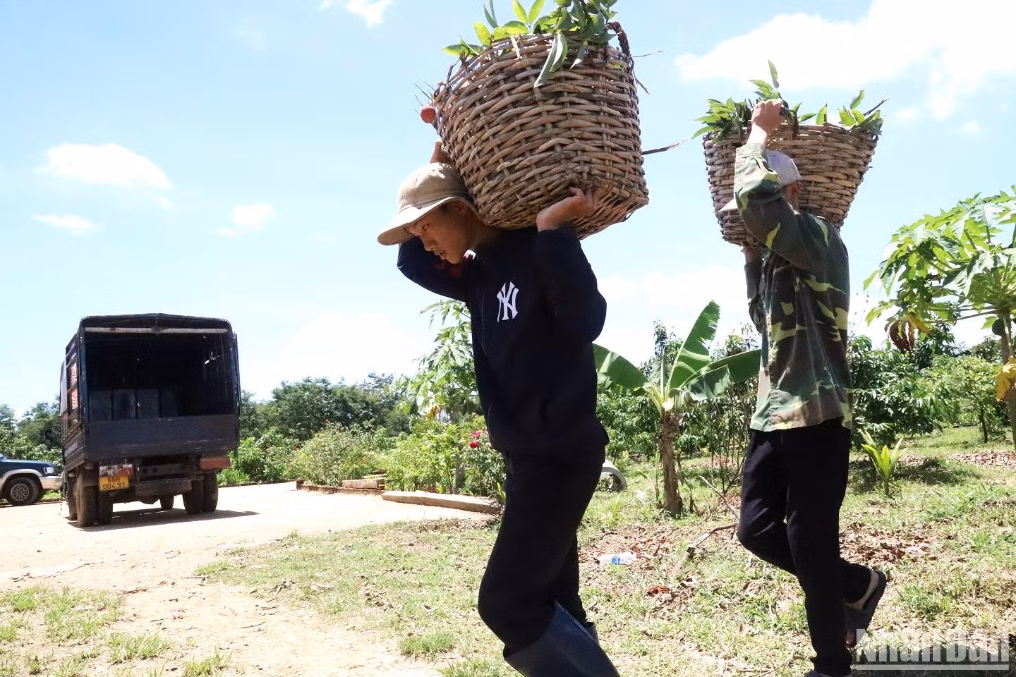 Hiện nay, giá vải cao nhưng người nông dân thu hoạch tới đâu được thương lái vào tận vườn thu mua đến đó. Hiện nay, giá vải cao nhưng người nông dân thu hoạch tới đâu được thương lái vào tận vườn thu mua đến đó.