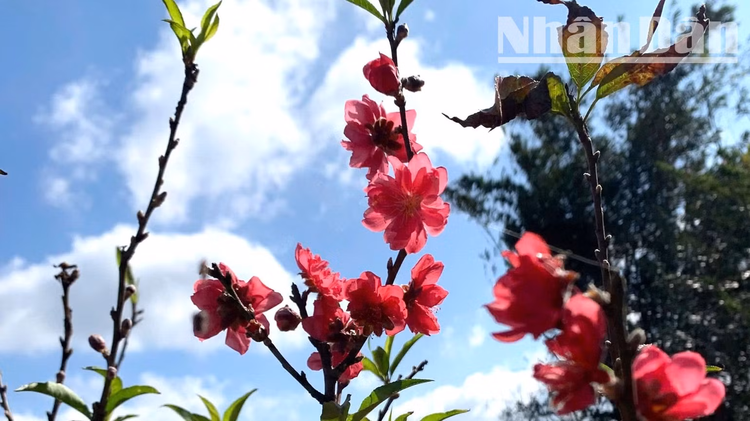 Cây đào trồng ở vùng đất thị xã Buôn Hồ không chỉ sinh trưởng tốt mà sắc hoa cũng không thua kém gì so với hoa đào trồng ở miền bắc.