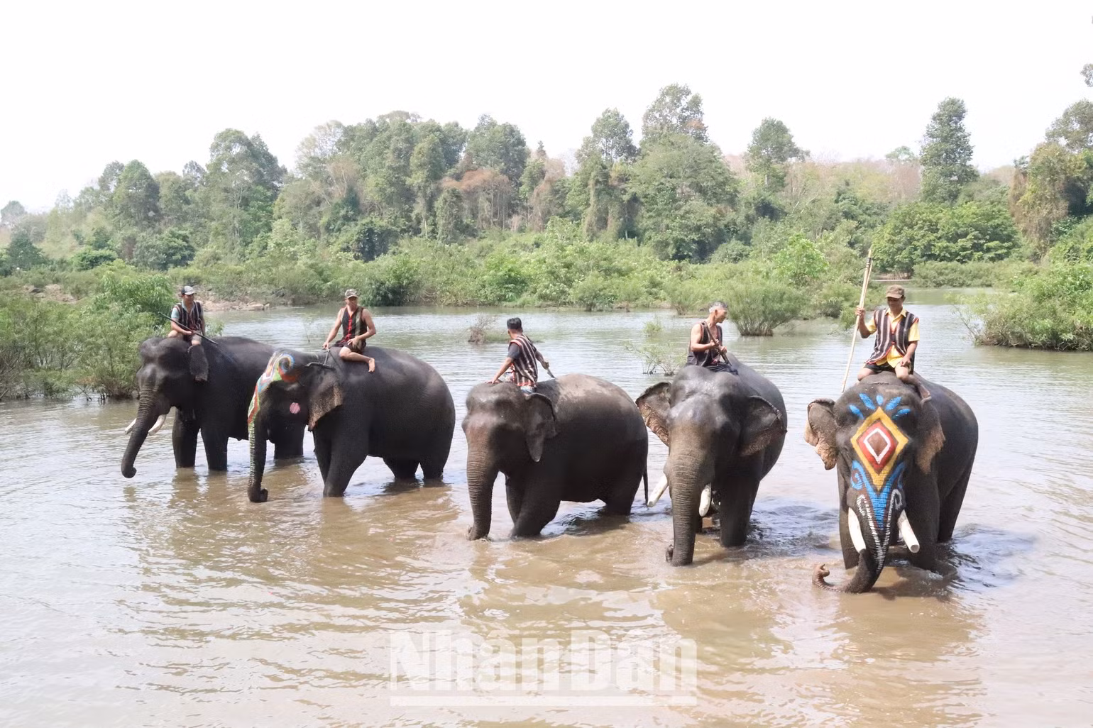 Sau khi tắm cùng voi, đàn voi lội dưới sông Sêrêpốk để du khách ngắm voi.