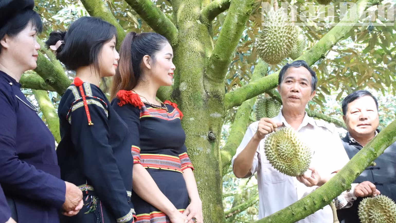 Đến năm 2024, tỉnh Đắk Lắk còn dẫn đầu cả nước về diện tích sầu riêng với khoảng 32.785ha, sản lượng đạt trên 300.000 tấn/năm.