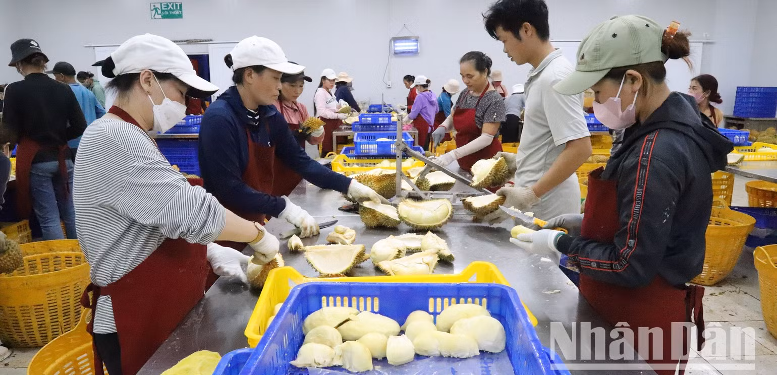 Một cơ sở chế biến, cấp đông sầu riêng ở Đắk Lắk.