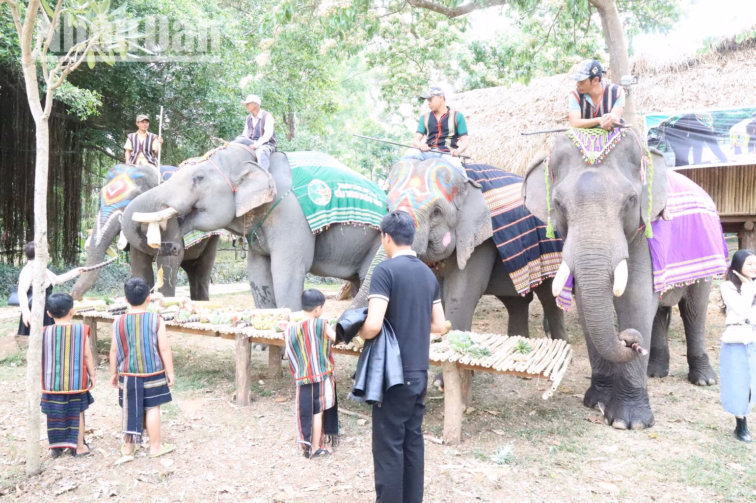 Tại Trung tâm Du lịch cầu treo Buôn Đôn hiện có 5 con voi phục vụ các hoạt động du lịch thân thiện với voi.