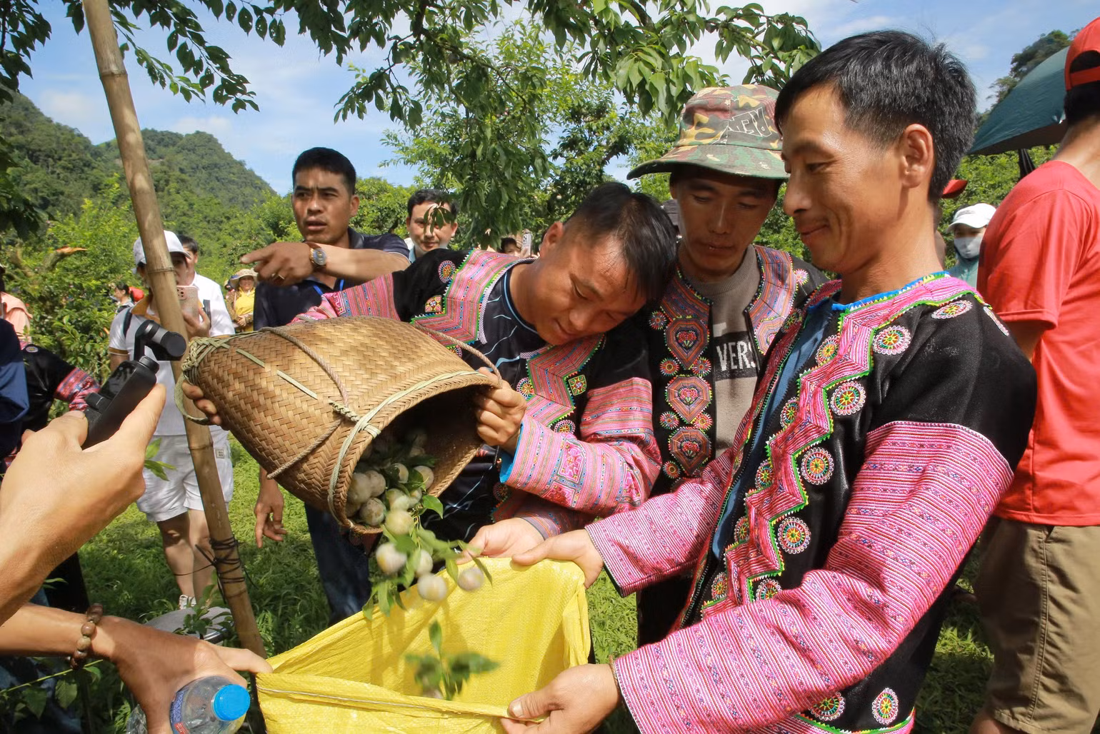 Ngoài hái nhanh, các đội thi còn phải lựa chọn những quả mận to nhất, đẹp nhất theo tiêu chuẩn. (Ảnh:PV) Ngoài hái nhanh, các đội thi còn phải lựa chọn những quả mận to nhất, đẹp nhất theo tiêu chuẩn. (Ảnh:PV)