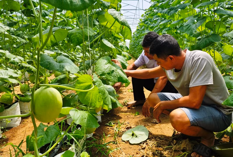 Nông dân xã Thọ Thanh, huyện Thường Xuân kiểm tra hiệu quả ứng dụng công nghệ cao trong thâm canh cây dưa vàng trong nhà kính.