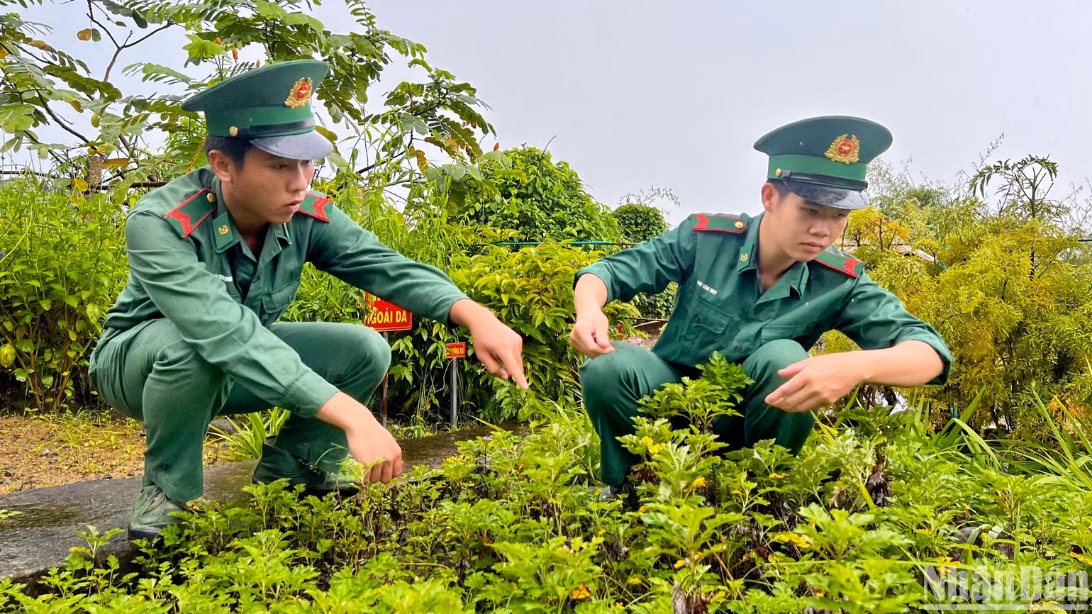 Tân binh Nguyễn Trọng Phú (trái) cùng đồng đội chăm sóc vườn thuốc nam trên đảo Hòn Khoai. Tân binh Nguyễn Trọng Phú (trái) cùng đồng đội chăm sóc vườn thuốc nam trên đảo Hòn Khoai.