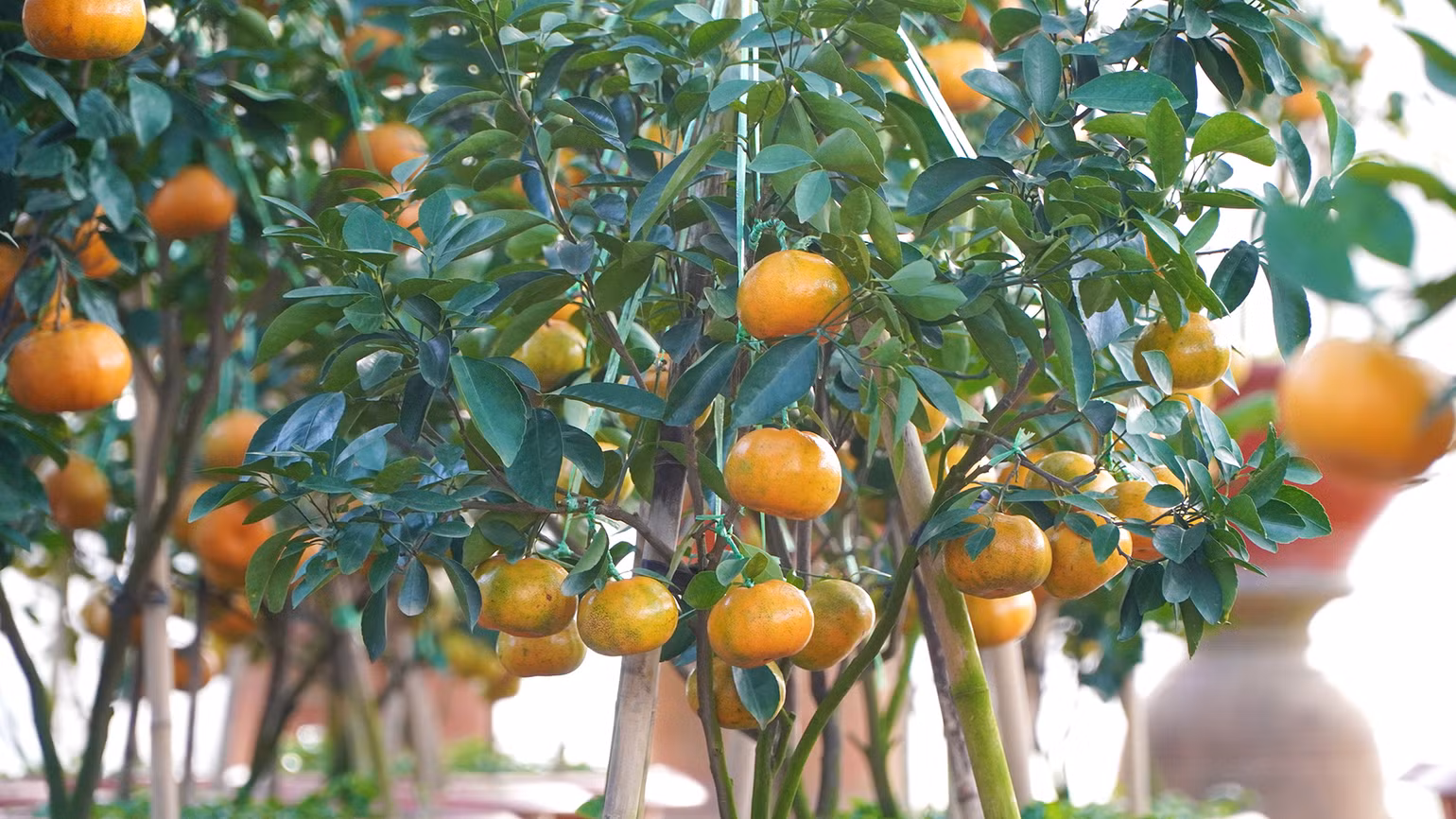 Những chậu quýt hồng Lai Vung khoe sắc. (Ảnh: HỮU NGHĨA)