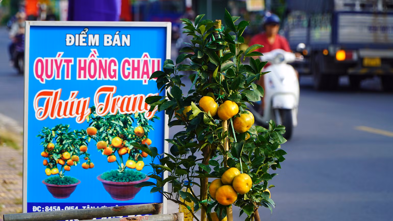 Một nhà vườn bán quýt hồng chậu chưng cả chậu quýt hồng trước nhà để thu hút khách. (Ảnh: HỮU NGHĨA)
