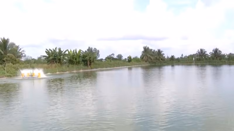 Nuôi cá sặc rằn ở xã Láng Biển giúp nhiều nông dân ổn định cuộc sống. Nuôi cá sặc rằn ở xã Láng Biển giúp nhiều nông dân ổn định cuộc sống.