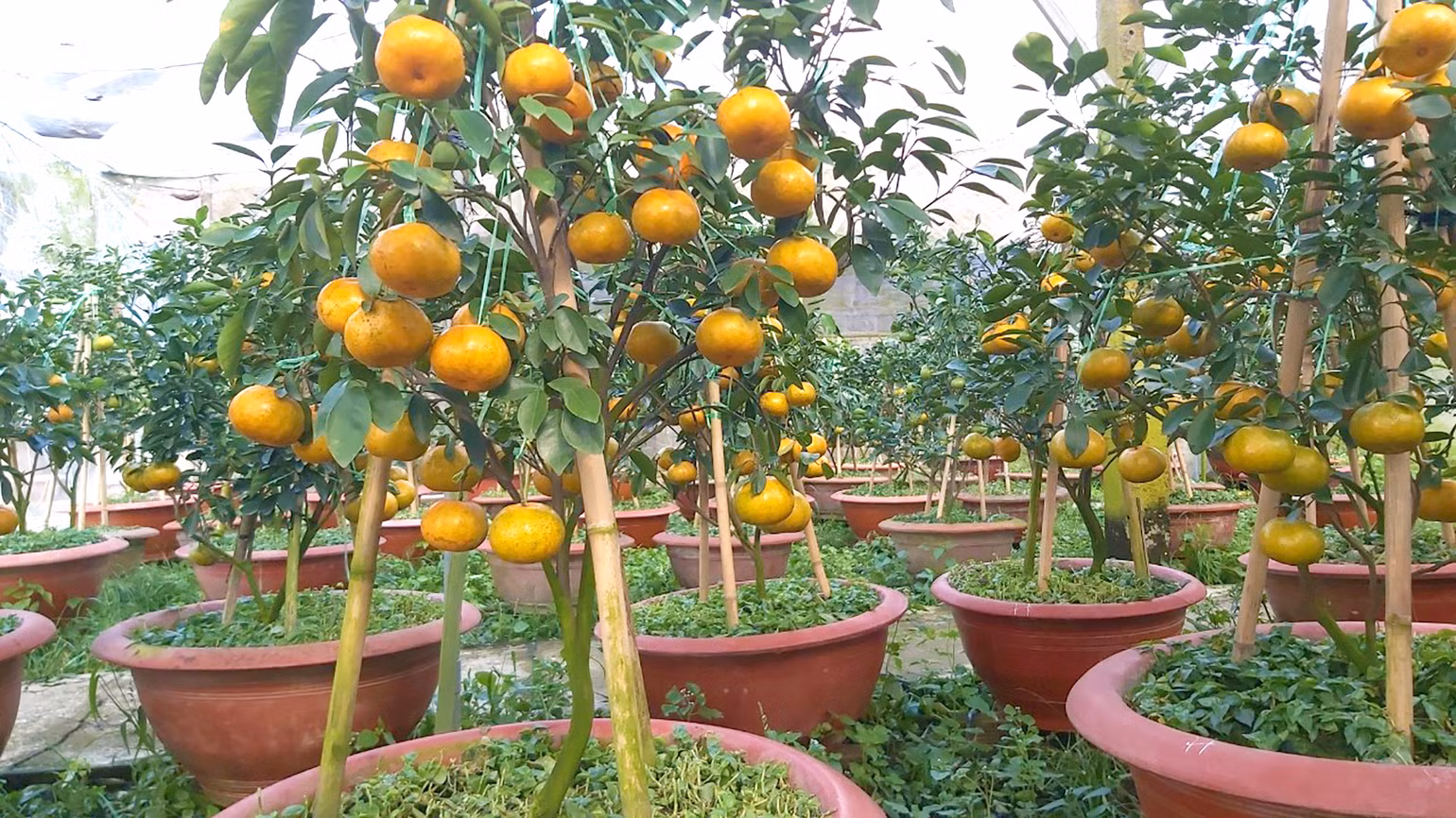 Những chậu quýt hồng được trồng từ 3 năm trở lên. (Ảnh: HỮU NGHĨA)