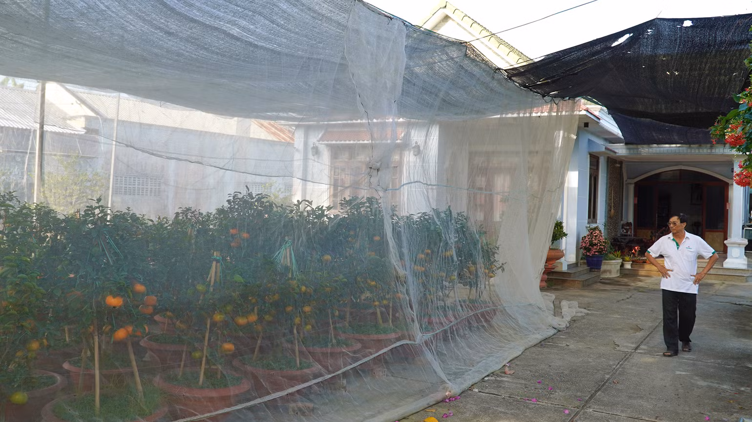 Quýt hồng chậu được một nông dân Lai Vung trồng trong nhà lưới. (Ảnh: HỮU NGHĨA)