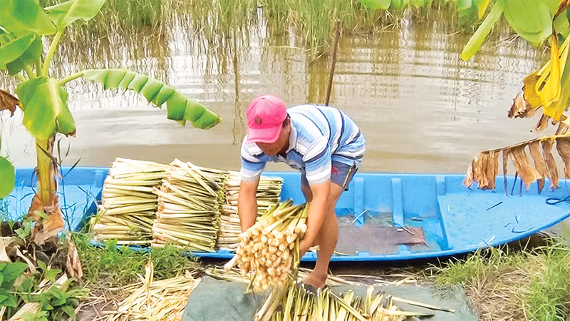 Nông dân ở xã Tân Hưng Ðông, huyện Cái Nước thu hoạch bồn bồn. Nông dân ở xã Tân Hưng Ðông, huyện Cái Nước thu hoạch bồn bồn.