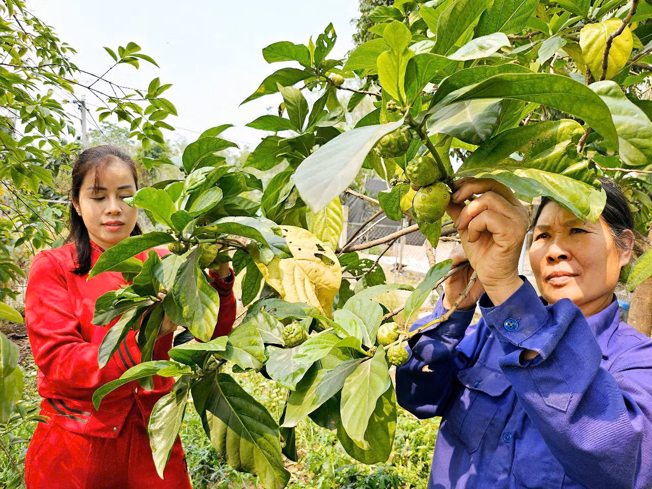 Đồng bãi phù sa sông Đuống, sự chăm chỉ, cần cù và công nghệ mới đang mang lại đổi thay ở vùng ven đô Mai Lâm.