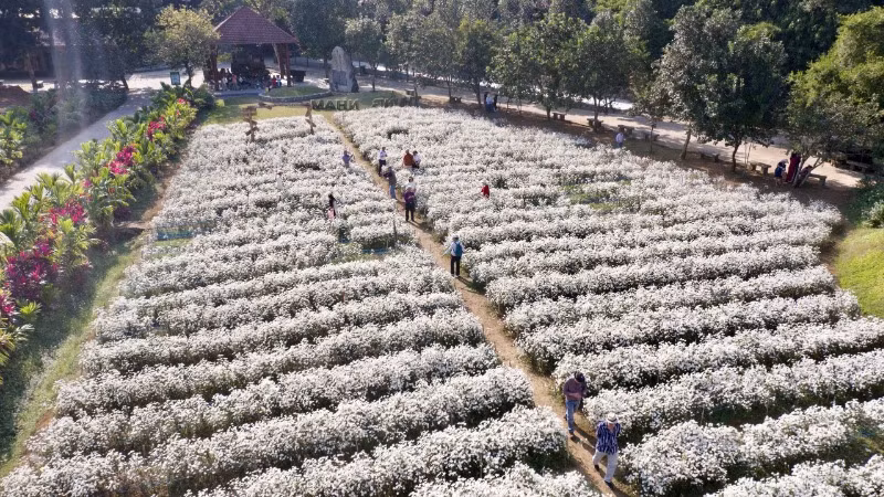 Những vườn hoa bát ngát phủ trắng cúc họa mi có sức cuốn hút đặc biệt, đến đây du khách có thể thỏa sức sáng tạo với những khung cảnh đẹp.