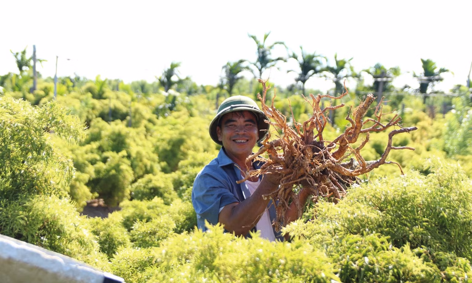 Vùng trồng cây Đinh lăng của Traphaco có quy mô 75ha đạt tiêu chuẩn GACP-WHO tại Nghĩa Hưng, Hải Hậu, Nam Định,