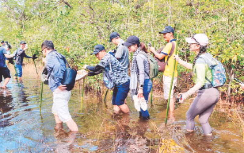 Du khách đi qua những hệ sinh thái rừng ngập mặn để đến sông Rạch Tràm. Du khách đi qua những hệ sinh thái rừng ngập mặn để đến sông Rạch Tràm.