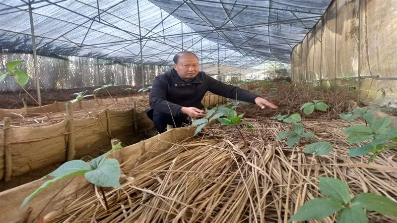 Những cây sâm đang sinh trưởng, phát triển tốt. Những cây sâm đang sinh trưởng, phát triển tốt.