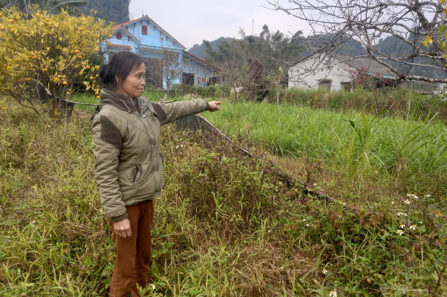 Mảnh vườn nơi trồng quýt bị bệnh phải chặt bỏ, bà Lê Thị Nguyệt, xóm Vững Bền chuyển sang trồng cỏ voi, nuôi trâu, bò. Mảnh vườn nơi trồng quýt bị bệnh phải chặt bỏ, bà Lê Thị Nguyệt, xóm Vững Bền chuyển sang trồng cỏ voi, nuôi trâu, bò.