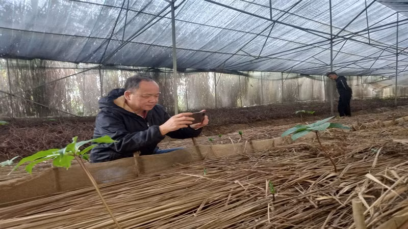 Khách hàng ở tỉnh Sơn La đã mua 1.000 cây sâm giống của Công ty trách nhiệm hữu hạn Kolia Cao Bằng để phát triển trồng. Khách hàng ở tỉnh Sơn La đã mua 1.000 cây sâm giống của Công ty trách nhiệm hữu hạn Kolia Cao Bằng để phát triển trồng.