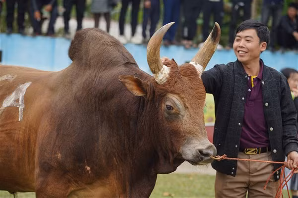 Chủ bò hãnh diện vì "chăm" được chú bò đẹp. Chủ bò hãnh diện vì "chăm" được chú bò đẹp.