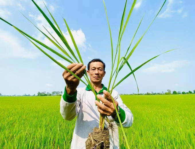 Các quy trình canh tác bền vững, giảm phát thải khí nhà kính sẽ được chú trọng áp dụng vào các vùng sản xuất lúa chuyên canh chất lượng cao. (Ảnh: Lê Hoàng Vũ) Các quy trình canh tác bền vững, giảm phát thải khí nhà kính sẽ được chú trọng áp dụng vào các vùng sản xuất lúa chuyên canh chất lượng cao. (Ảnh: Lê Hoàng Vũ)