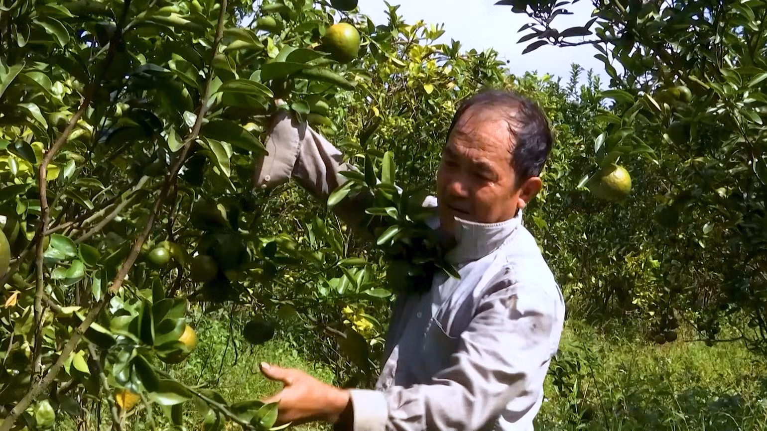 Mô hình trồng cây ăn trái từ nguồn vốn tín dụng chính sách cho bà con nông dân tại xã Nhơn Ái, huyện Phong Điền, Cần Thơ.