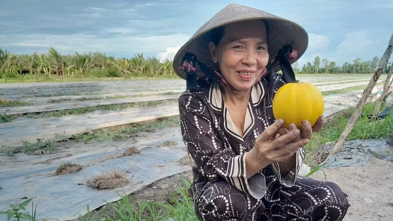 Những vụ dưa đầu tiên đã mang đến lợi nhuận cao cho gia đình bà Liễu.