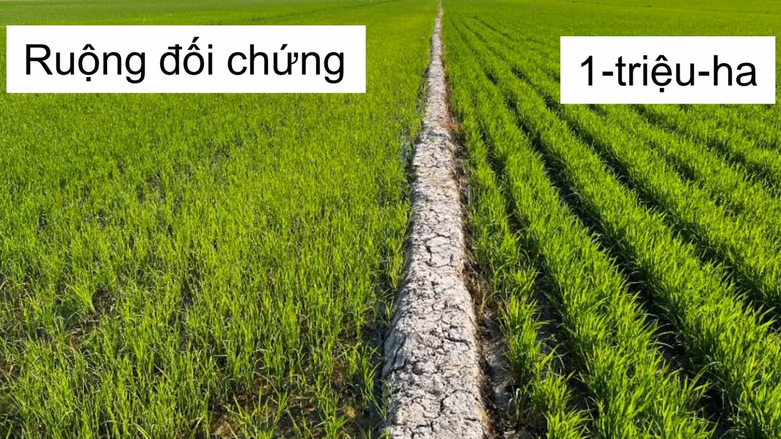So sánh theo kết quả của Viện Nghiên cứu lúa gạo quốc tế.