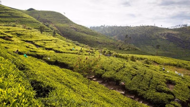 Đồi chè ở Sri Lanka. (Ảnh: Booking.com) Đồi chè ở Sri Lanka. (Ảnh: Booking.com)