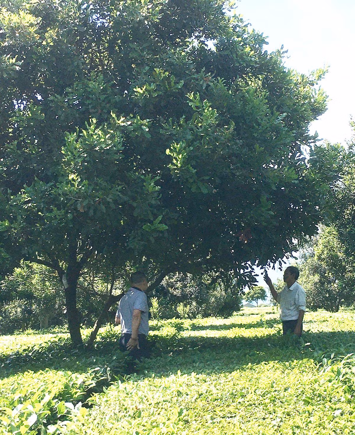 Vườn mắc-ca trồng xen canh với cây chè cho thu hoạch 7.000 kg quả/ha/năm của một hộ dân ở huyện Tân Uyên (Lai Châu).