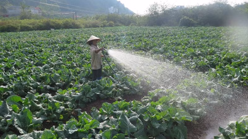 Người dân thành phố Lạng Sơn, chăm sóc rau, không để băng giá bám trên rau màu. Người dân thành phố Lạng Sơn, chăm sóc rau, không để băng giá bám trên rau màu.