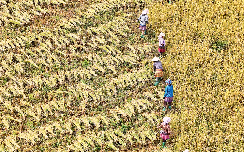 Người dân ở Mường Vi, huyện Bát Xát tranh thủ thu hoạch lúa trên những cánh đồng chín vàng.